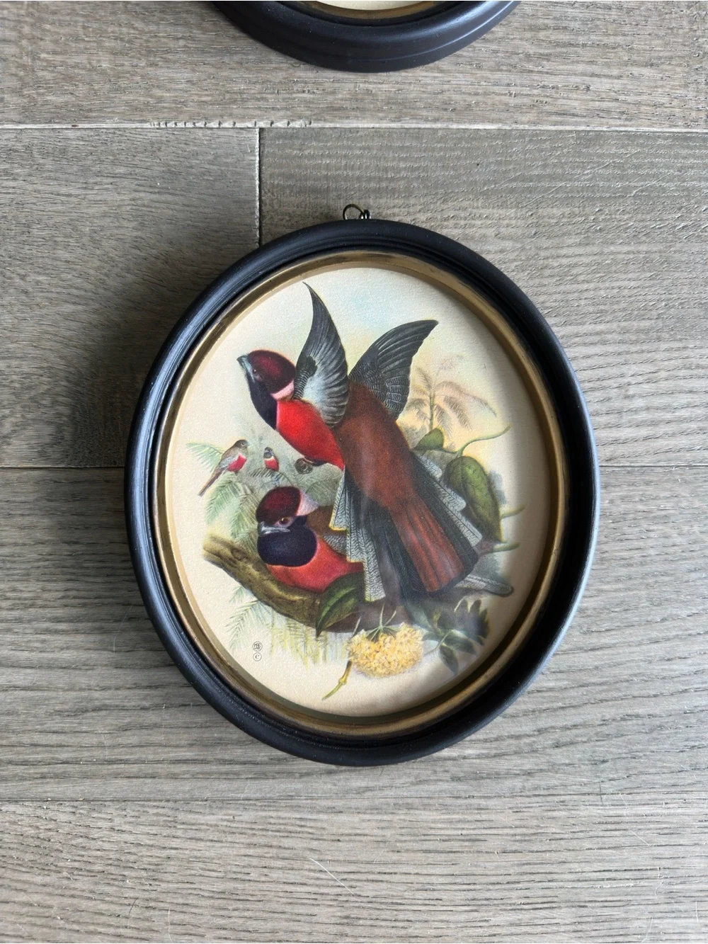 Vintage Red and Brown Bird Oval Wall Art Set